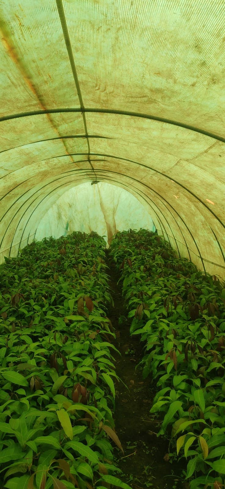 Green House Construction with GFRP Rebars