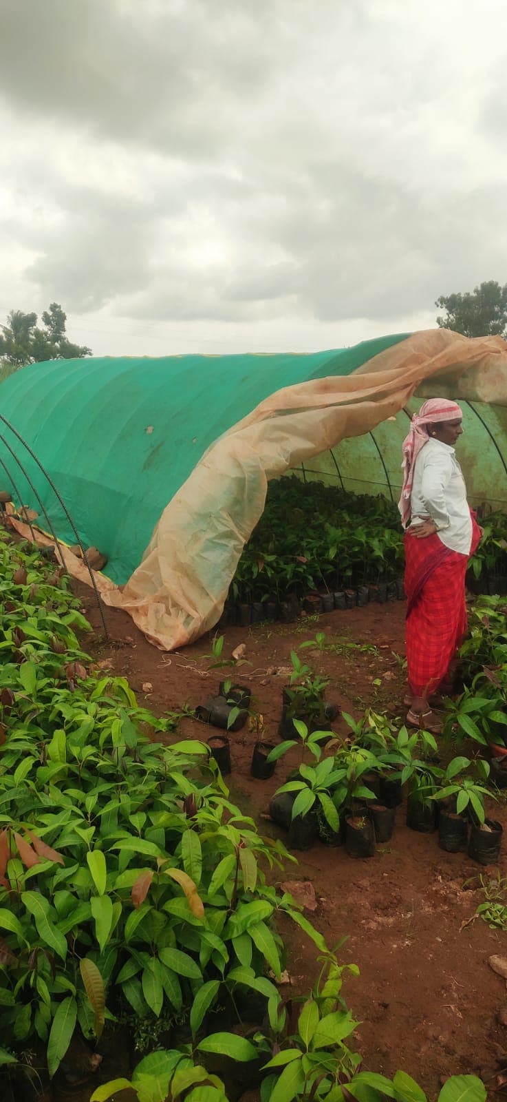 GFRP rebars in greenhouse framing